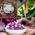 3 Short Day Onion Seeds Variety Collection Red Burgundy, White Grano & Tokyo Long White Bunching Onion Seed