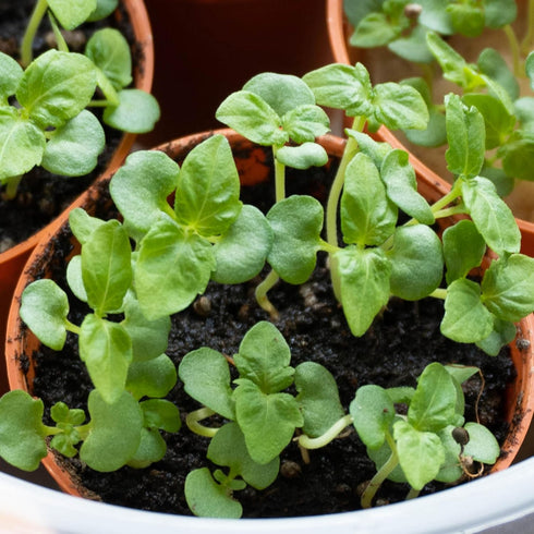 (1 Pack) Seed Needs Shiso Seeds for Planting Green Perilla Herbs - Non-GMO Heirloom & Untreated Annual Herb Seed
