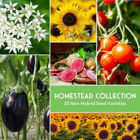 50 Packs Homesteader Seed Vault - of Non-GMO Heirloom Vegetable, Fruit, Herb Seeds for Planting a Victory Garden - Grow