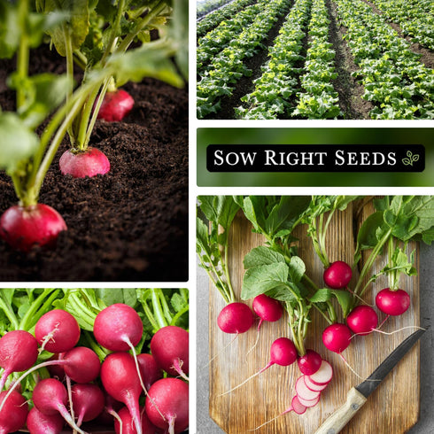 Packet (3) Sow Right Seeds - Champion Radish Seed for Planting - Non-GMO Heirloom with Instructions to Plant a Home