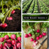 Packet (3) Sow Right Seeds - Champion Radish Seed for Planting - Non-GMO Heirloom with Instructions to Plant a Home