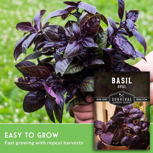 (1 Pack) Opal Basil Seeds for Planting - Dark Opal Basil with Purple Leaves - Unique Herb Seed Variety - Heirloom