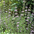 Seed Needs, Pennyroyal Mint Seeds - 1,000 Heirloom Seeds for Planting Mentha