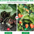 10 Pack Strawberry Plant Supports, Square Frames Keep Strawberries Off Ground, Reusable Strawberry Plant Stands