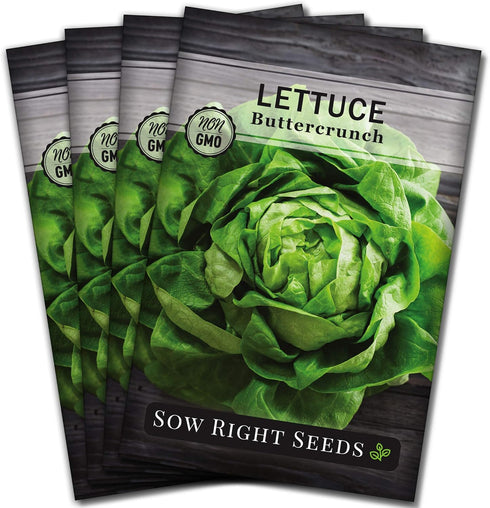 Sow Right Seeds - Buttercrunch Lettuce Seeds for Planting - Non-GMO Heirloom