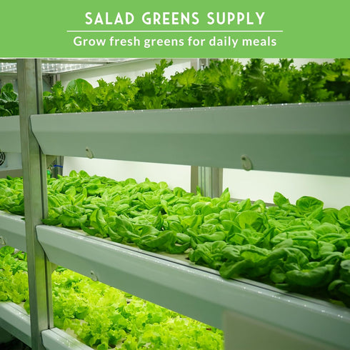 Hydroponics Vegetable Seed Collection for Planting - Watercress, Spinach, Siberian Kale, Swiss Chard, Buttercrunch