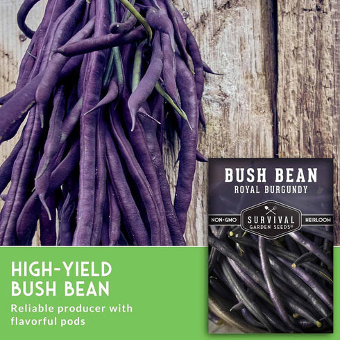 (2 Packs) Royal Burgundy Bush Bean Seeds for Planting - Plant & Grow Stringless Purple Bush Beans in Your Home