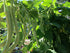 (1 LB) Dirt Goddess Super Seeds ~ Provider Bush Bean Seeds Bulk Non GMO