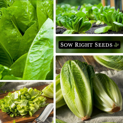 Packet (1) Sow Right Seeds - Giant Caesar Lettuce Seeds for Planting - Non-GMO Open Pollinated Heirloom