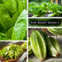 Packet (1) Sow Right Seeds - Giant Caesar Lettuce Seeds for Planting - Non-GMO Open Pollinated Heirloom
