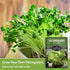 (5 Packs) Lettuce Microgreen Seeds for Planting - Non-GMO Heirloom Lettuce Seeds to Grow Crisp, Tender Microgreens