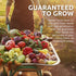Packets! 150 Organic Matts Wild Cherry Tomato Seeds Two Seed Over Heirloom Non-GMO USDA Organic Seeds