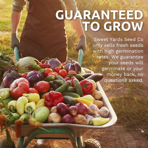 2 Packets! 500 Organic Lacinato Kale Seeds - Seed - Over Open Pollinated Heirloom Non-GMO USDA Organic Seeds