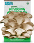 Back to the Roots Organic Mini Mushroom Grow Kit, Harvest Gourmet Oyster