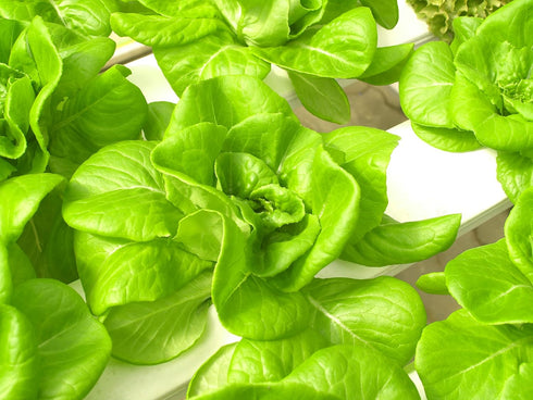 500 Buttercrunch Lettuce Seeds for Planting - Heirloom Non-GMO Vegetable Seeds for Planting - Hydroponics - Microgreens