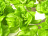 500 Buttercrunch Lettuce Seeds for Planting - Heirloom Non-GMO Vegetable Seeds for Planting - Hydroponics - Microgreens