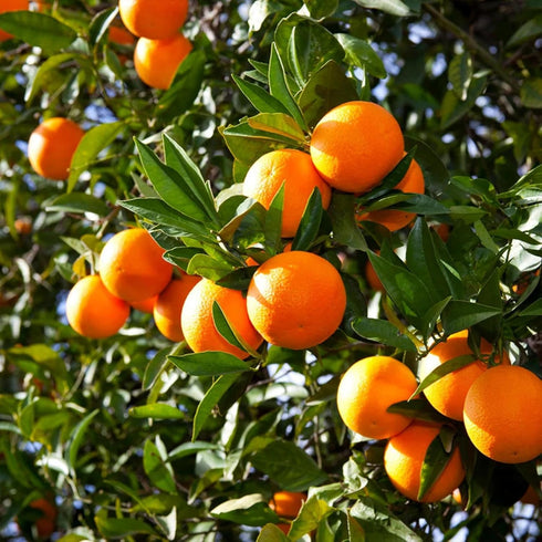 40PCS 10PCS 10 Mixed Fruit Seeds for Planting - Lemon Orange Apple Passion Fruit Blueberry PCS Cherry - Non GMO Fresh