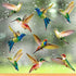 18 Pieces Large Size Hummingbird Window Clings to Prevent Bird Strikes, Non-Adhesive Vinyl Cling Stickers