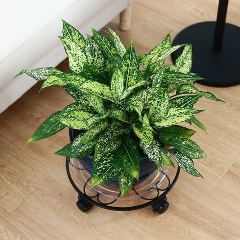 DEELF OUTLET 3 Packs 13 inches Large Metal Plant Caddy with Wheels Round Planter Dolly Pot Mover Rollers Wrought Iron