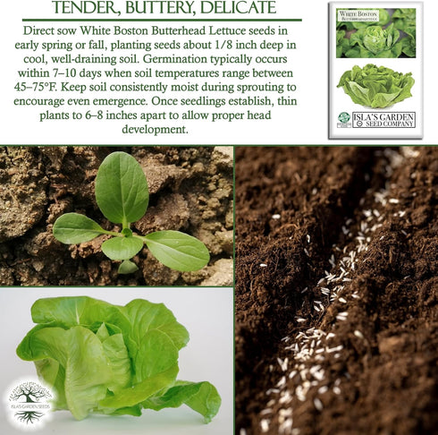 1000+ White Boston Butterhead Lettuce Seeds (Lactuca Sativa) Heirloom Non-GMO Seeds by Islas Garden Seeds, Tender