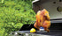 6784717 Charbroil Folding Chicken Roaster