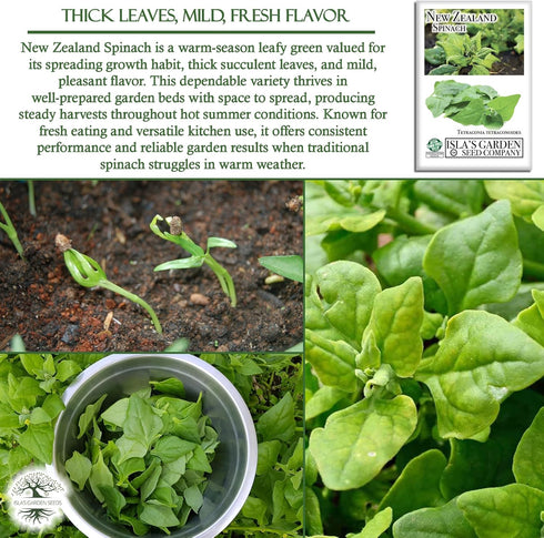 100+ Packet, New Zealand Spinach Seeds for Planting, Heirloom Seeds Per (Isla's Garden Seeds), Non GMO Seeds, Botanical