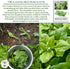 100+ Packet, New Zealand Spinach Seeds for Planting, Heirloom Seeds Per (Isla's Garden Seeds), Non GMO Seeds, Botanical
