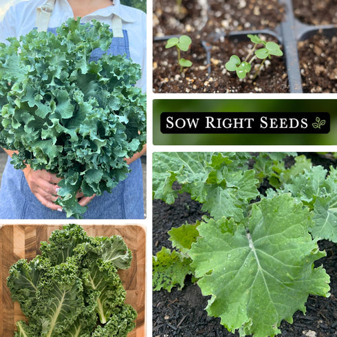 Packet (3) Sow Right Seeds - Dwarf Siberian Improved Kale Seed for Planting - Non-GMO Heirloom with Instructions