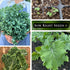 Packet (3) Sow Right Seeds - Dwarf Siberian Improved Kale Seed for Planting - Non-GMO Heirloom with Instructions