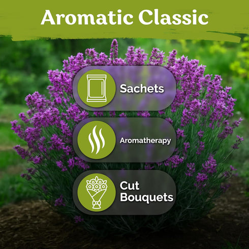 2000 KVITER English Lavender Seeds for Planting Outdoor & Indoor (Lavandula angustifolia) True Lavender Flowers