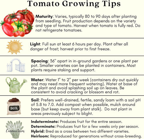 (2) 4" 8" 4" Inch Clovers Garden Big Rainbow Tomato Plants Two Live Plants Non-GMO - Not Seeds - Each to Tall in Pots