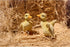 Hi-Line Gift 87697-B 2 Piece Ducklings Statue