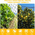25'x50' 2.4" BSTPCOO Bird Netting for Chicken Coop, with Square Mesh Poultry Netting Heavy Duty Nylon Nettings