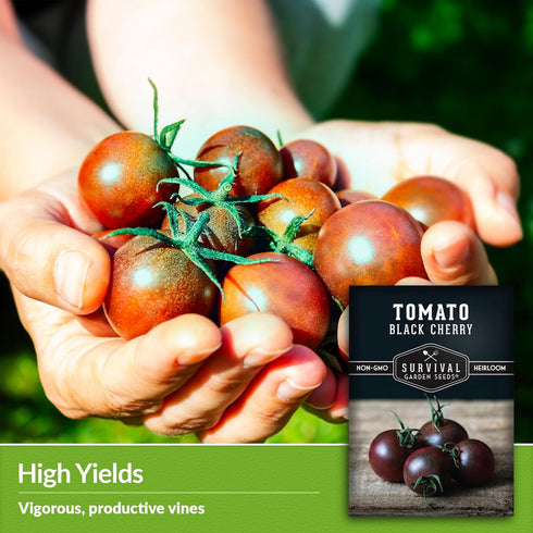 (2 Packs) Black Cherry Tomato Seeds for Planting Indeterminate Heirloom Non-GMO Variety Grow High Yields of Deep