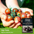 (5 Packs) Black Cherry Tomato Seeds for Planting Indeterminate Heirloom Non-GMO Variety Grow High Yields of Deep