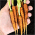 (1 Pack) Seed Needs Carrot Seeds for Planting Little Finger Carrots - Non-GMO Heirloom & Untreated Vegetable Seeds