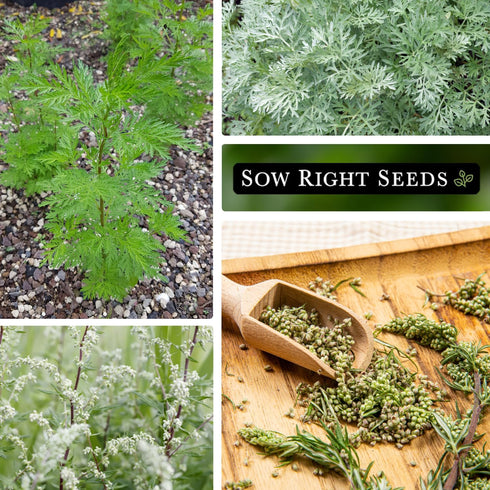 Packet (1) Sow Right Seeds - Mugwort Seeds for Planting - Non-GMO Heirloom with Instructions to Plant an Outdoor