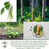 30+ Kentucky Wonder Pole Bean Seeds (Phaseolus vulgaris) Non-GMO Heirloom Seeds for Planting, Classic Climbing Variety
