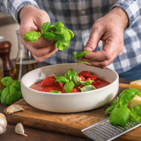 (20 Packs) Seed Needs Basil Seeds for Planting Italian Large Leaf Herbs - Non-GMO Heirloom & Untreated - Grow an Indoor