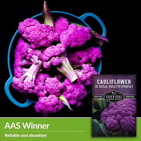 (2 Packs) Purple Cauliflower Seeds for Planting Violetto di Sicilia Heirloom Italian Cauliflower Variety Producing Deep
