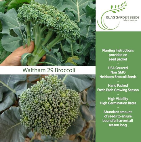 29 300+ Waltham Broccoli Seeds (Brassica oleracea) Heirloom Non-GMO Seeds by Islas Garden Seeds, Classic Cool-Season