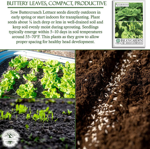 1000+ Buttercrunch Butterhead Lettuce Seeds for Planting Non-GMO & Heirloom Seeds, Botanical Name: Lactuca Sativa