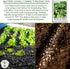 1000+ Buttercrunch Butterhead Lettuce Seeds for Planting Non-GMO & Heirloom Seeds, Botanical Name: Lactuca Sativa
