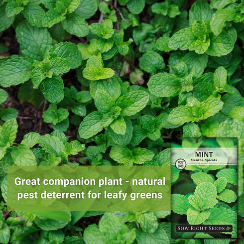 Packet (1) Sow Right Seeds - Mint Seeds for Planting - Non GMO Heirloom Perennial Herb for Indoor or Outdoor Planting
