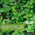 Packet (1) Sow Right Seeds - Mint Seeds for Planting - Non GMO Heirloom Perennial Herb for Indoor or Outdoor Planting