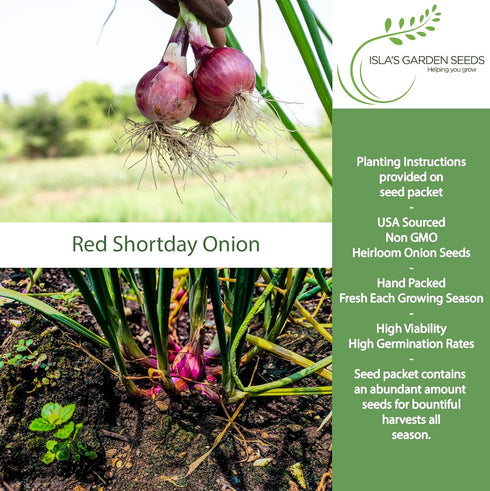 300+ Bulbs Red Shortday Burgundy Onion Seeds Heirloom Non-GMO Seeds by Islas Garden Seeds, Sweet Mild Burgundian