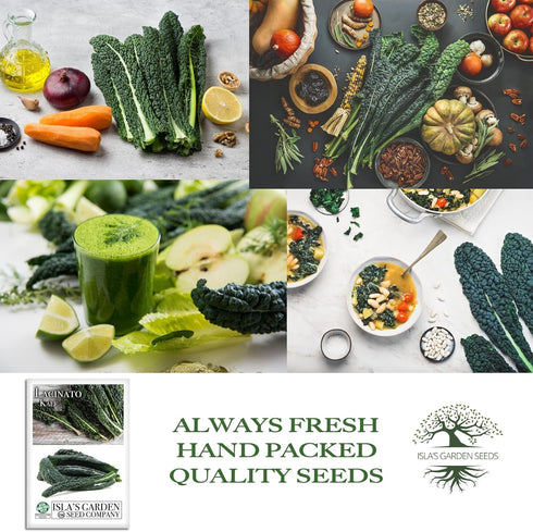 500+ Lacinato Kale Seeds (Brassica oleracea var. palmifolia) Heirloom Non-GMO Seeds by Islas Garden Seeds, Dark