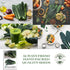 500+ Lacinato Kale Seeds (Brassica oleracea var. palmifolia) Heirloom Non-GMO Seeds by Islas Garden Seeds, Dark