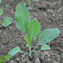 (5 Packs) Seed Needs Cauliflower Seeds for Planting Purple of Sicily Cauliflowers - Non-GMO Heirloom & Untreated
