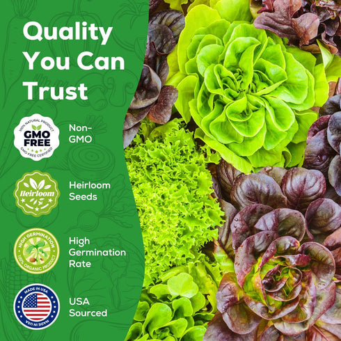 10 Heirloom Lettuce Seeds - Varieties, Non-GMO Seeds for Planting - Includes Spinach, Kale, Arugula, Romaine, Iceberg